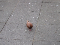 Blackpool Brown Pigeon 3.jpg